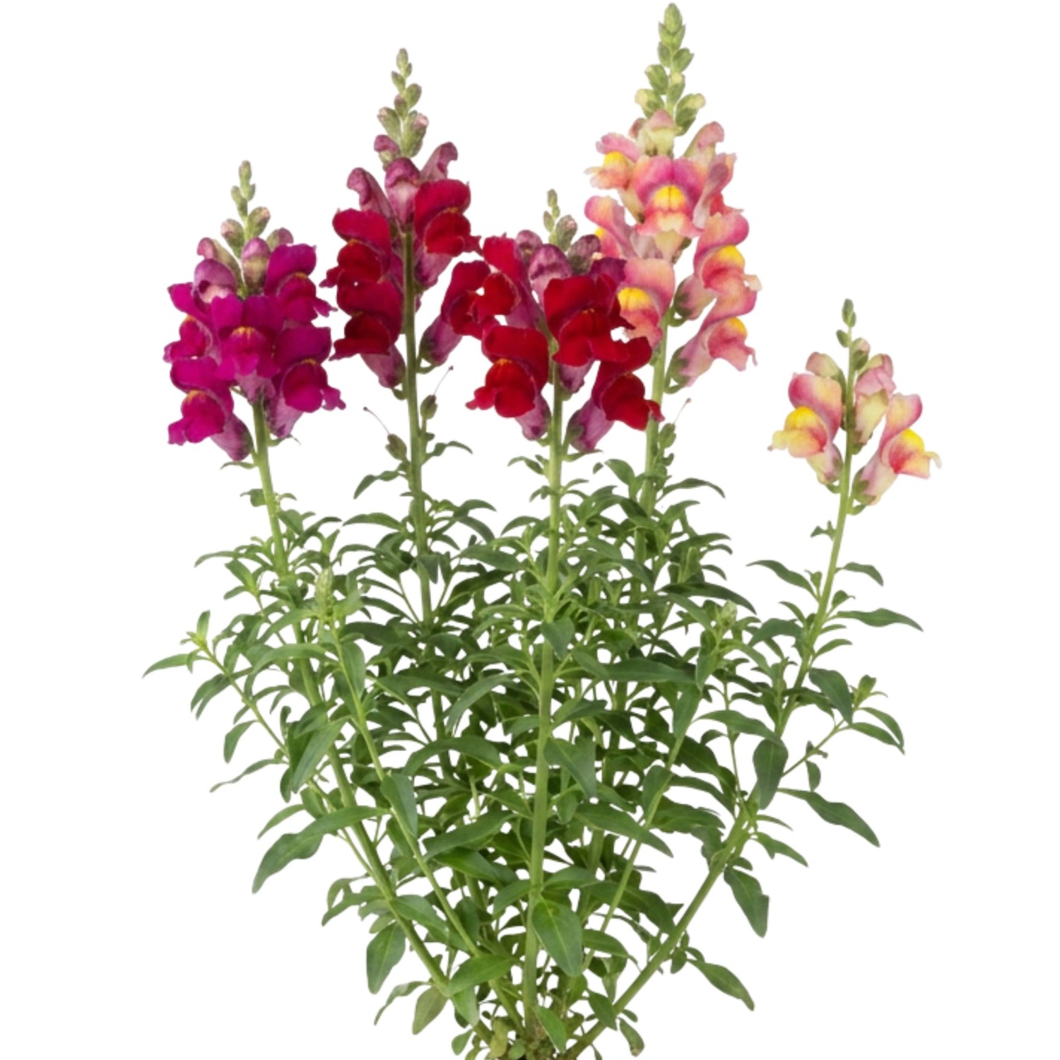 LaCaTho Löwenmäulchen Samen Antirrhinum Majus 2000 Samen Beetpflanze Rabattenblume
