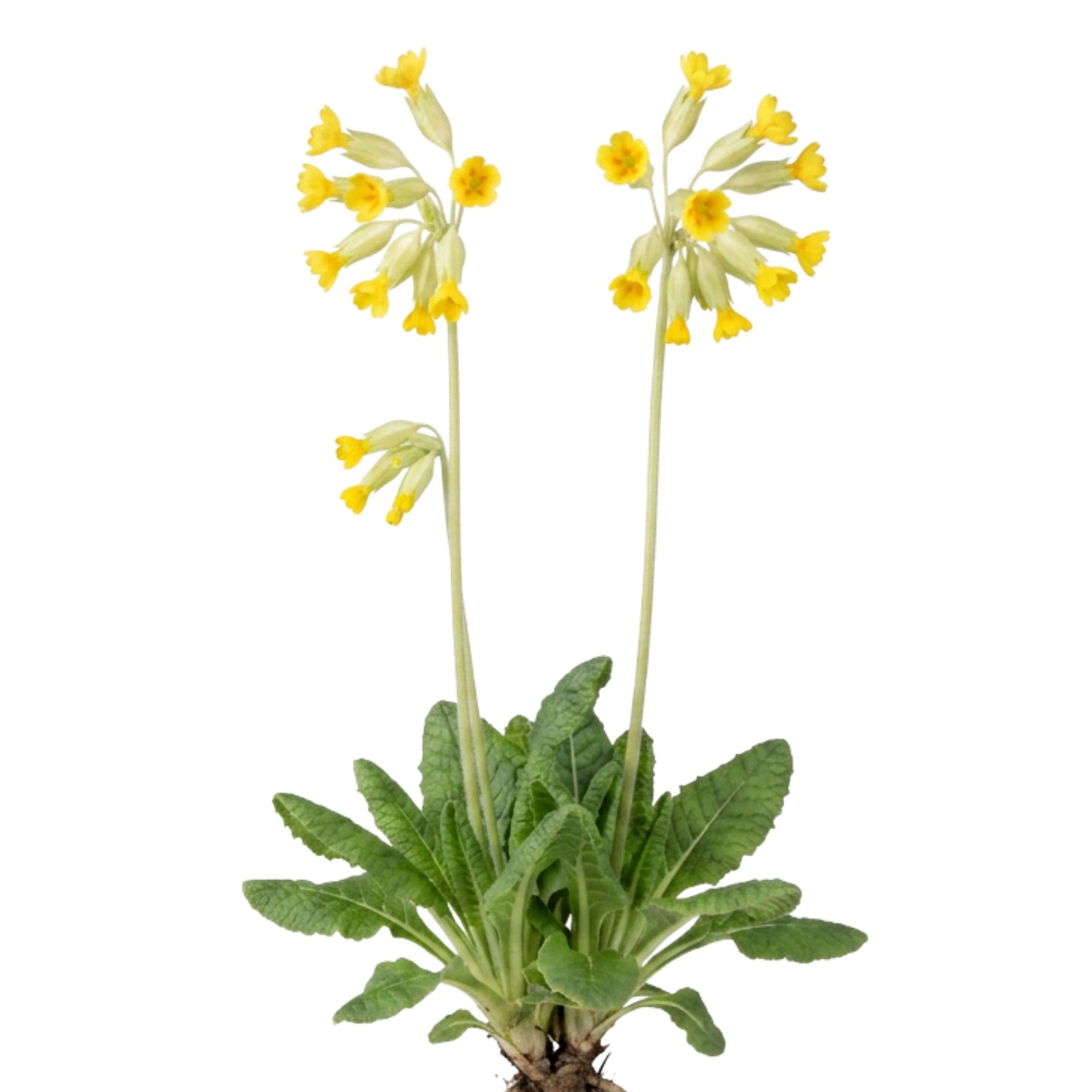 LaCaTho Echte Schlüsselblume Samen Primula Veris 2000 Samen Gelbe Blüten Wildstaude Frühblüher