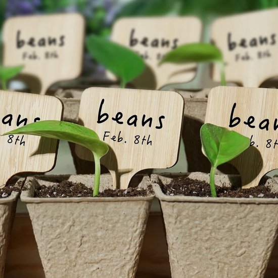 50 Etiketten Gartenpflanzenetiketten Pflanzenetiketten Aus Holz T-förmige Pflanzenetiketten Etiketten Für Sukkulenten Für Setzlinge Topfpflanzen