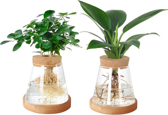 Pflanzenvermehrungsstation – Terrarium-glaspflanzgefäß – Hydroponische Anzucht – Dekoration Für Zuhause Oder Büro