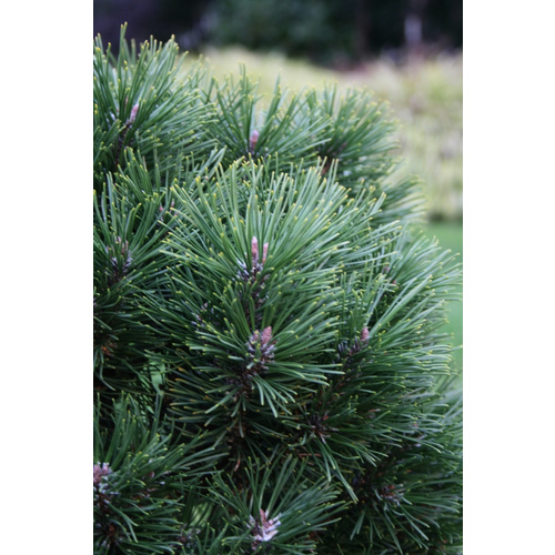 Botanico Nadelgehölz »Gnom«, max. Wuchshöhe: 1,5 cm Bild 2