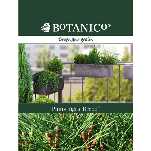 Botanico Schwarzkiefer, Pinus nigra »Brepo«, immergrün - gruen