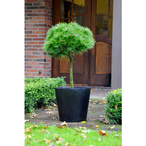 Botanico Schwarzkiefer, Pinus nigra »Brepo«, immergrün - gruen Bild 3