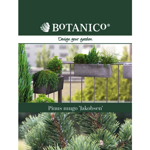 Bergkiefer, Pinus mugo »Jacobsen«, immergrün - gruen