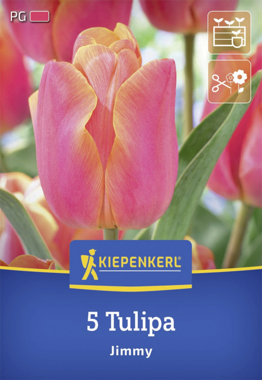 Kiepenkerl Herbstblumenzwiebel Triumph-Tulpe Jimmy 5 Stück Bild 2
