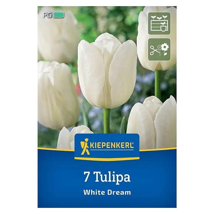 Kiepenkerl Herbstblumenzwiebel Triumph-Tulpe White Dream 7 Stück
