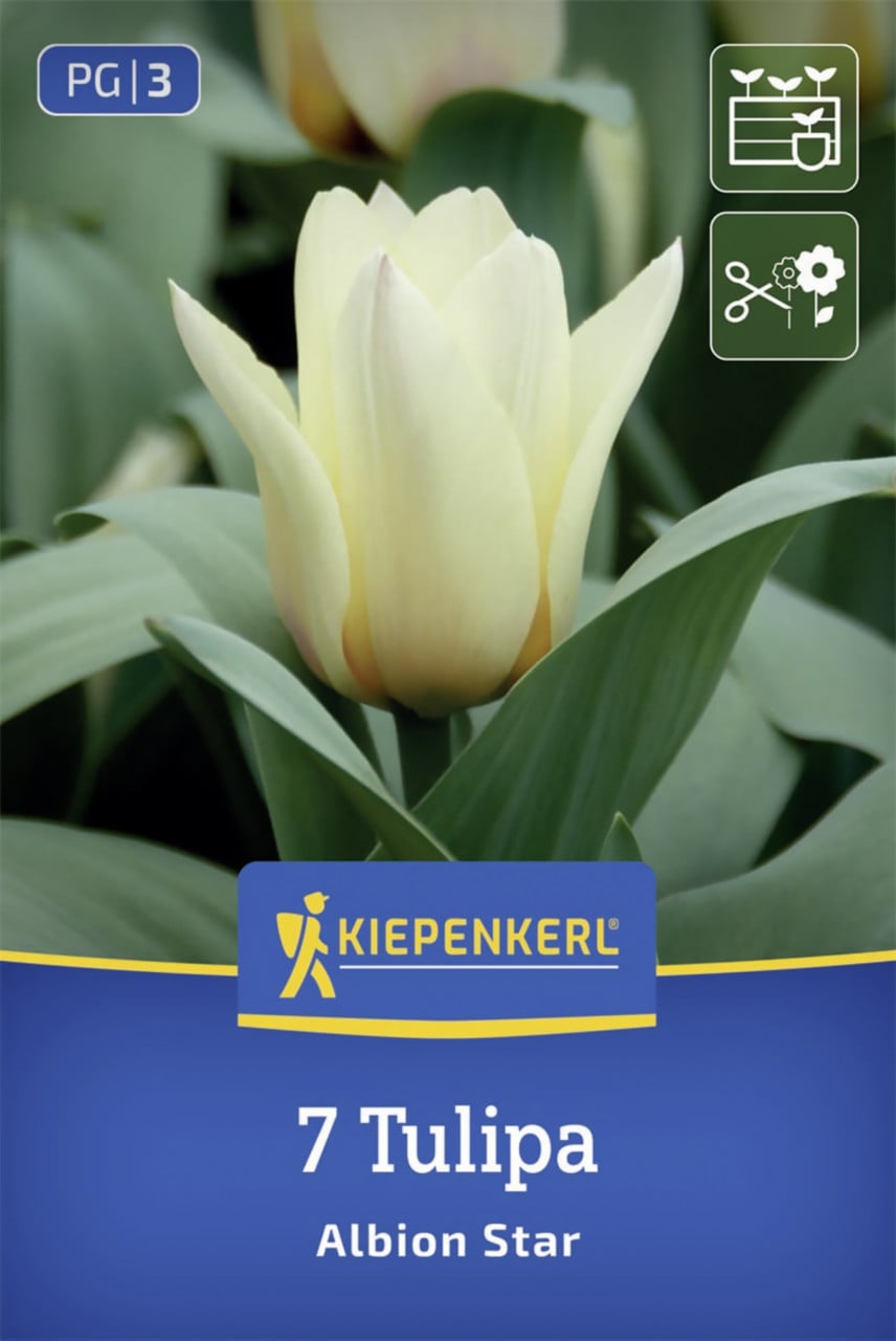 Kiepenkerl Greigii-Tulpe Albion Star creme 7 Stück Bild 2