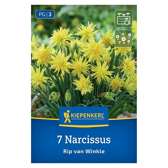 Kiepenkerl Gefüllte Narzisse Rip van Winkle gelb 7 Stück