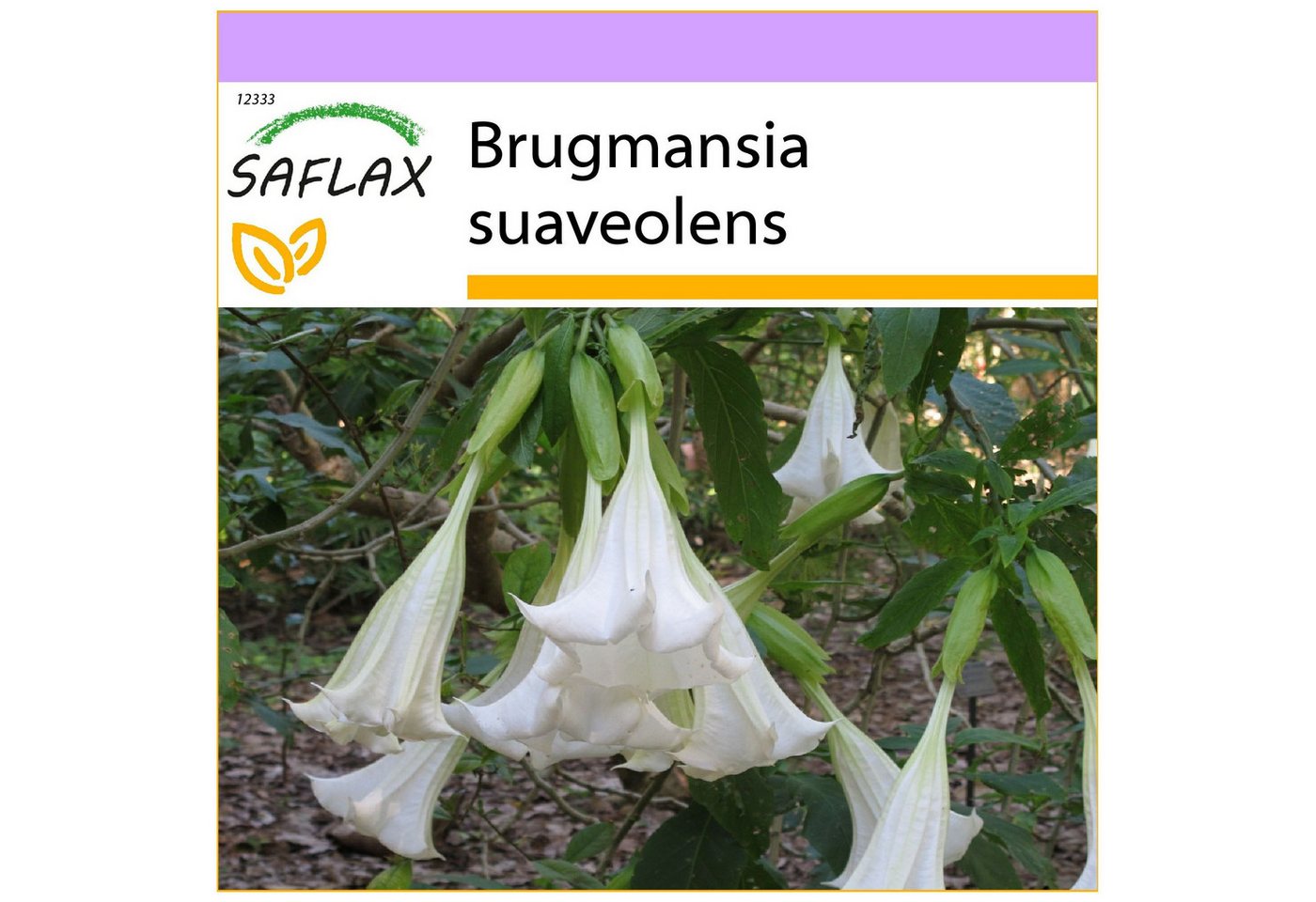 SAFLAX Blumensamen SAFLAX - Samen - Engelstrompete / Weiß