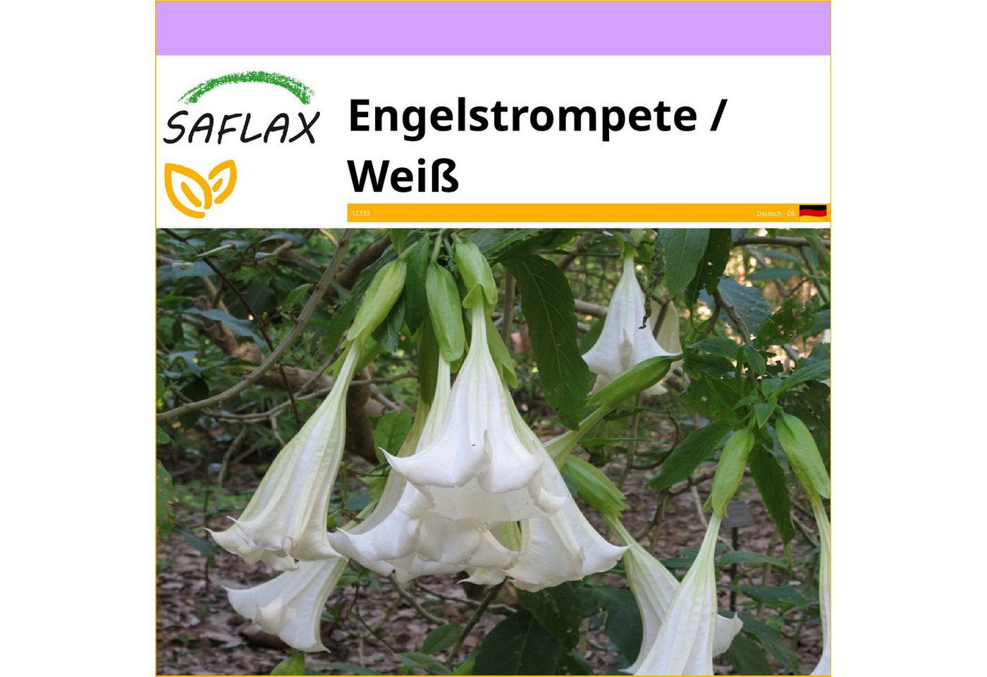 SAFLAX Blumensamen SAFLAX - Samen - Engelstrompete / Weiß Bild 2