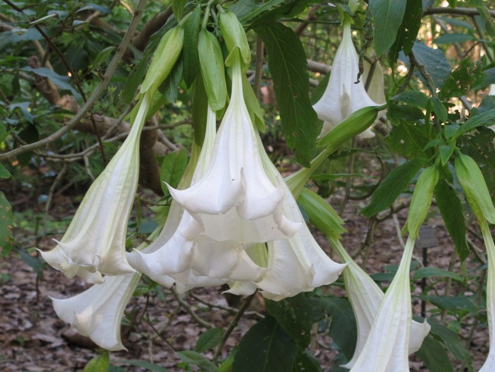 SAFLAX Blumensamen SAFLAX - Samen - Engelstrompete / Weiß Bild 3