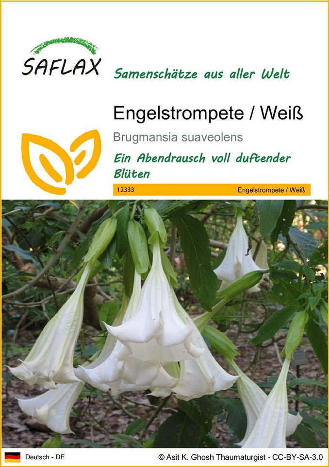 SAFLAX Blumensamen SAFLAX - Samen - Engelstrompete / Weiß Bild 5