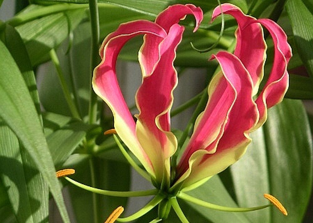 SAFLAX Blumensamen SAFLAX - Garden in the bag - Afrikanische Kletterlilie