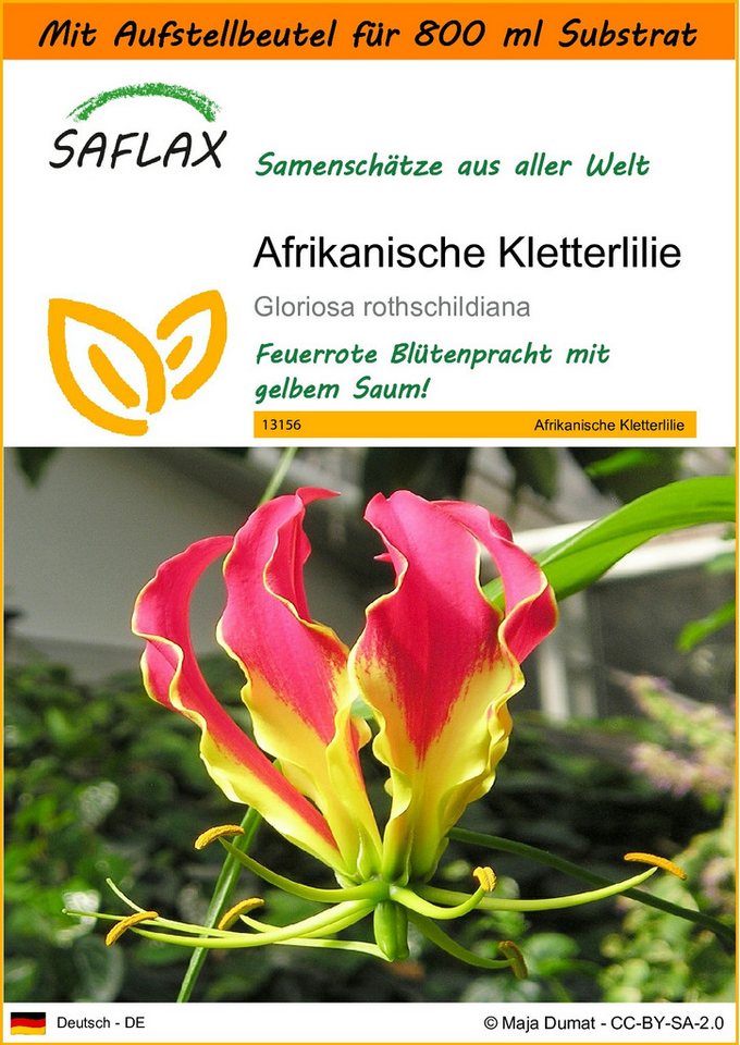SAFLAX Blumensamen SAFLAX - Garden in the bag - Afrikanische Kletterlilie Bild 2