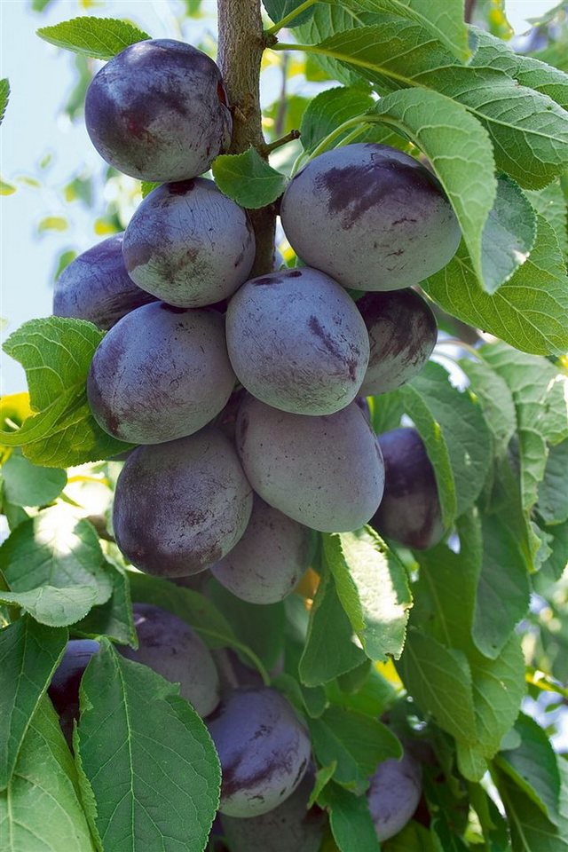 Pflanzen für Dich Obstpflanze Prunus dom. Hauszwetsche, 1 St., Hauszwetsche, Zwetschge, Zwetsche, blauviolett, spätreifend