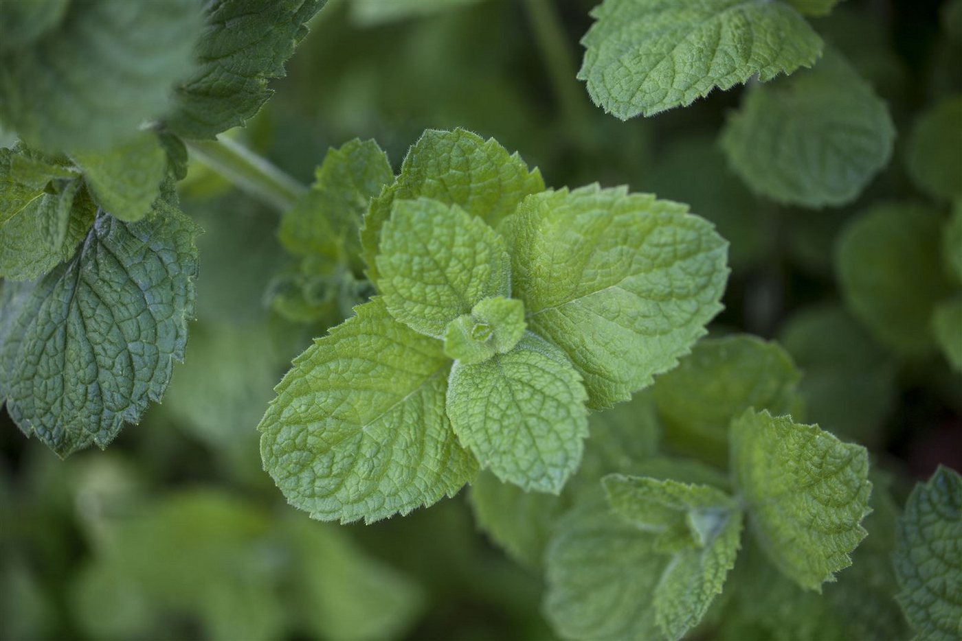 Pflanzen für Dich Staude Mentha suav. Apple Mint, 1 St., Apfelminze, Wollige Minze