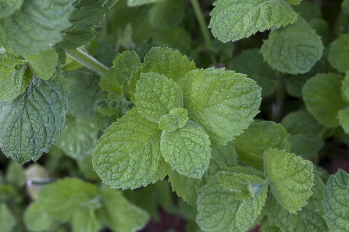 Pflanzen für Dich Staude Mentha suav. Apple Mint, 1 St., Apfelminze, Wollige Minze Bild 2