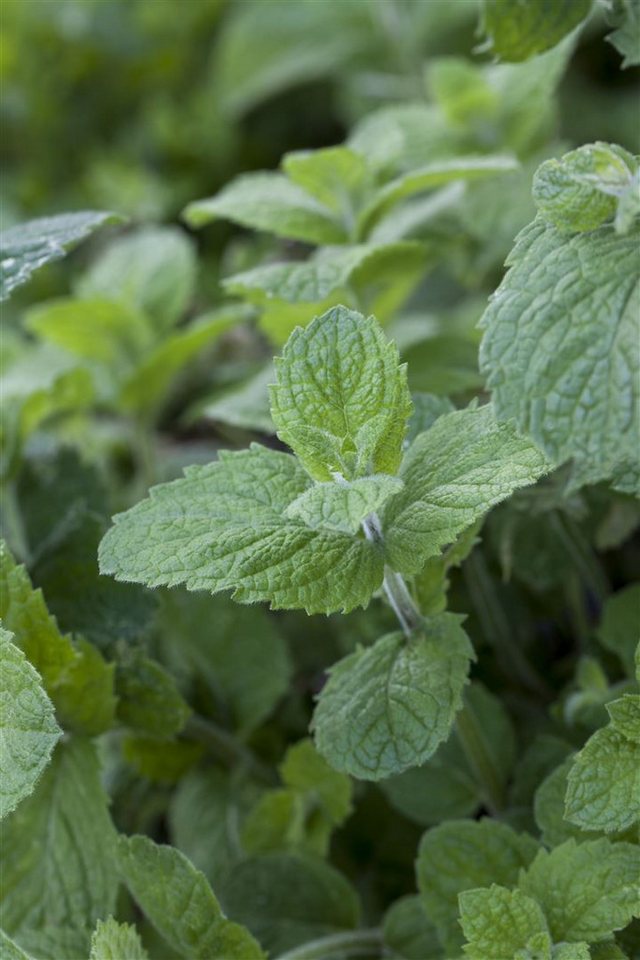 Pflanzen für Dich Staude Mentha suav. Apple Mint, 1 St., Apfelminze, Wollige Minze Bild 3
