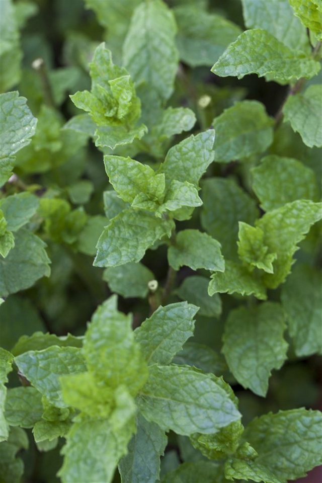 Pflanzen für Dich Staude Mentha suav. Apple Mint, 1 St., Apfelminze, Wollige Minze Bild 4