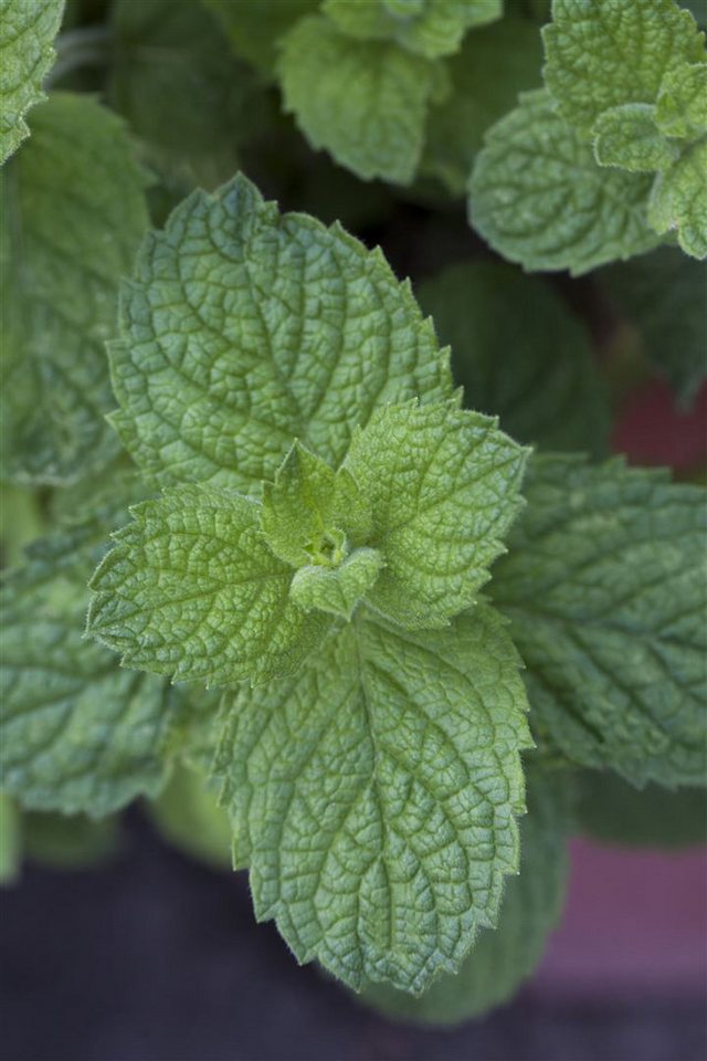 Pflanzen für Dich Staude Mentha suav. Apple Mint, 1 St., Apfelminze, Wollige Minze Bild 5