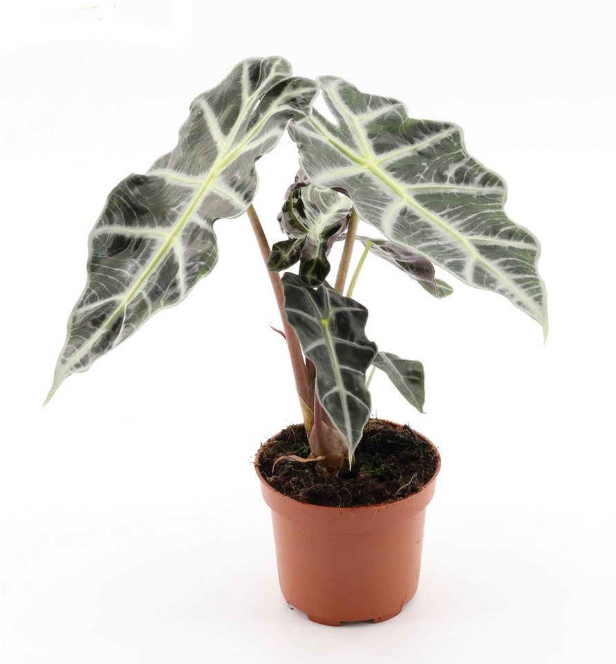 meinvipshop Zimmerpflanze 4er Zimmerpflanzen Set Set, 4 St. Bild 3