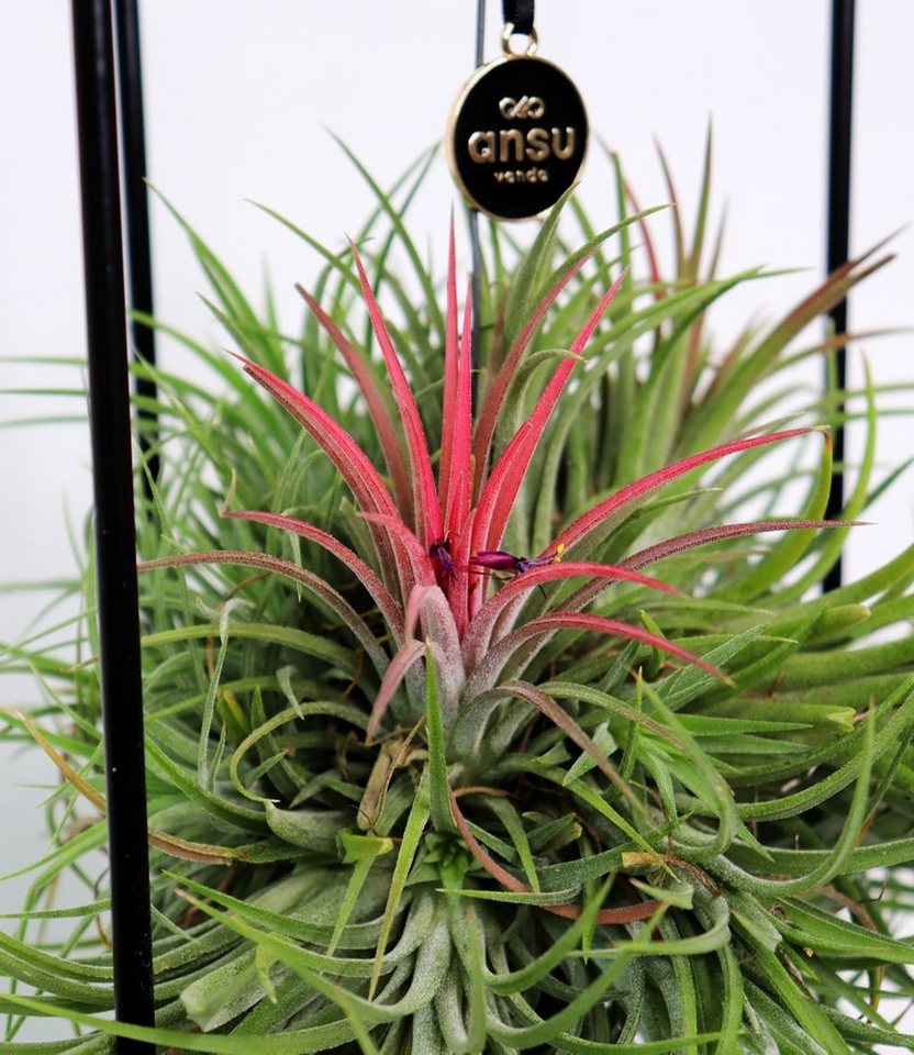 BALDUR Garten Zimmerpflanze Tillandsia 'Magic Ball', 1 St., Bromeliengewächse, pflegeleicht