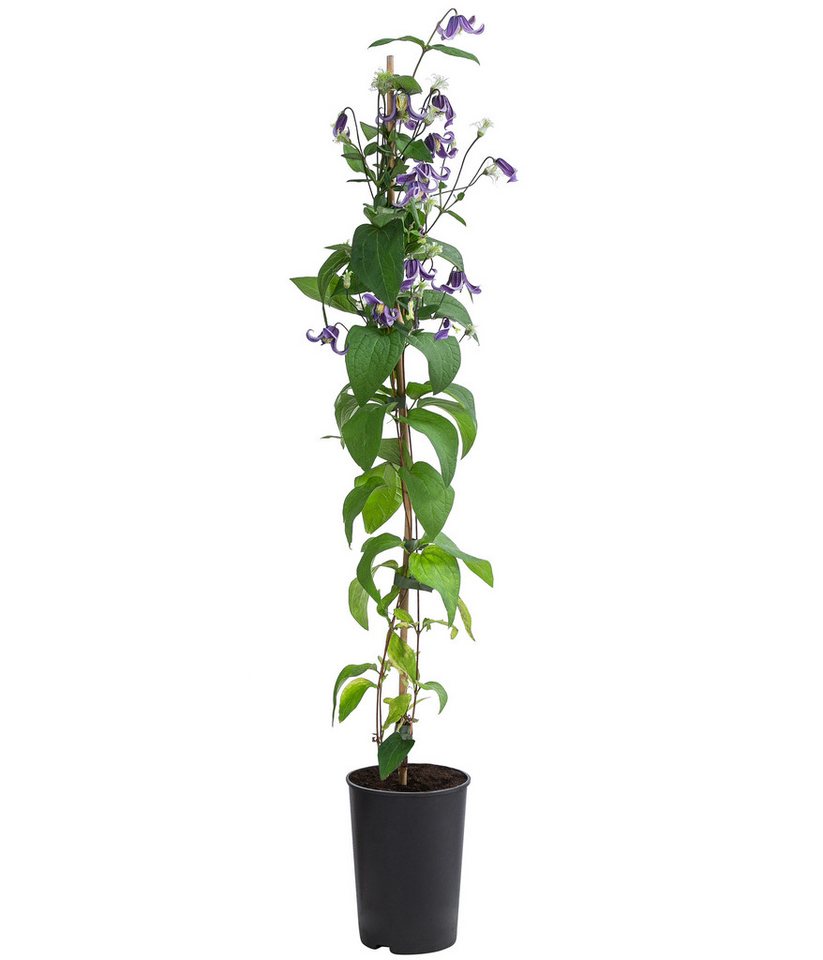 Dehner Gehölze Waldrebe Fascination, Clematis integrifolia, lila Blüten, 90 cm, Kletterpflanze zur Begrünung von Fassaden, Obelisken und Hauswänden