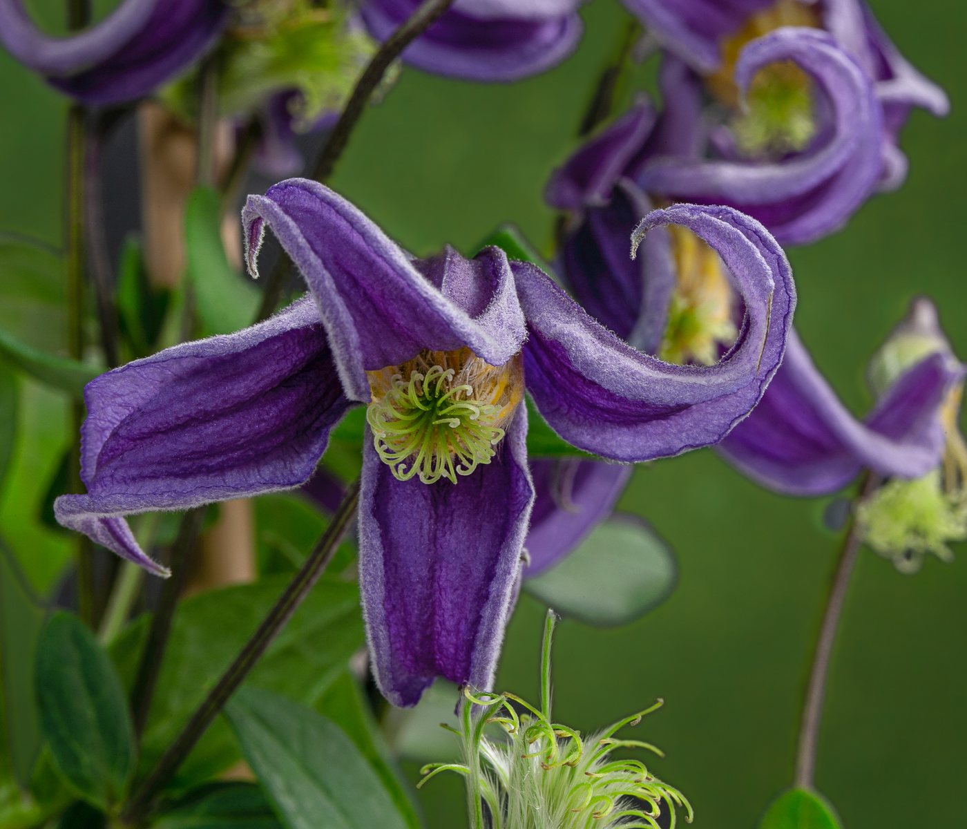 Dehner Gehölze Waldrebe Fascination, Clematis integrifolia, lila Blüten, 90 cm, Kletterpflanze zur Begrünung von Fassaden, Obelisken und Hauswänden Bild 2