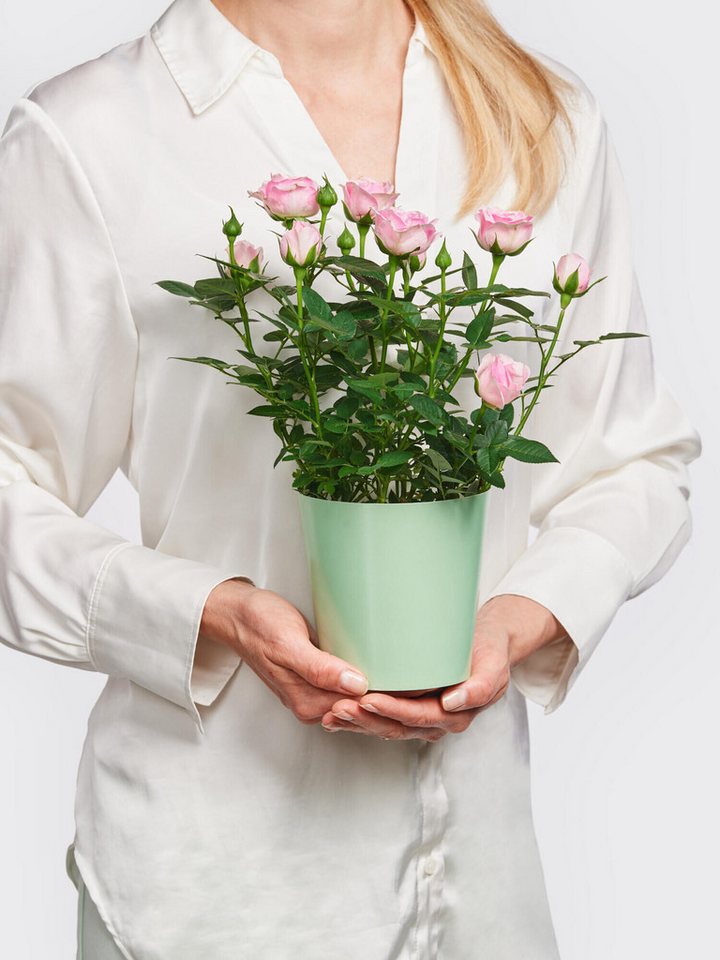 Fleurop Zimmerpflanze Pot Rose 'Charming'