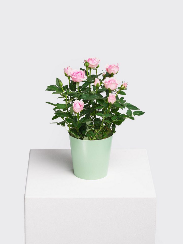 Fleurop Zimmerpflanze Pot Rose 'Charming' Bild 2