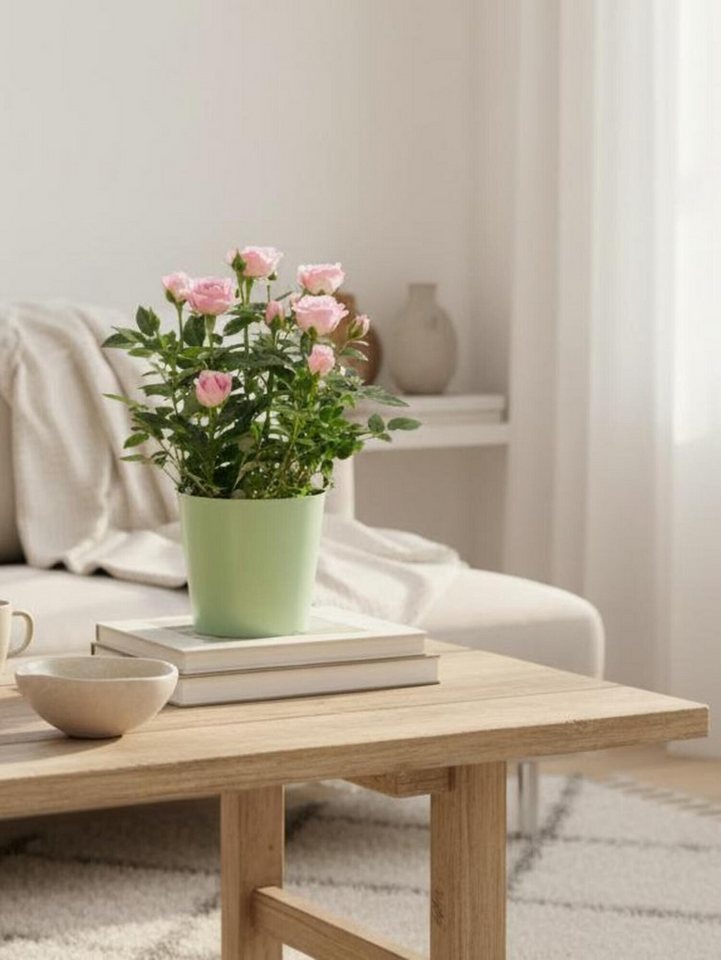 Fleurop Zimmerpflanze Pot Rose 'Charming' Bild 3