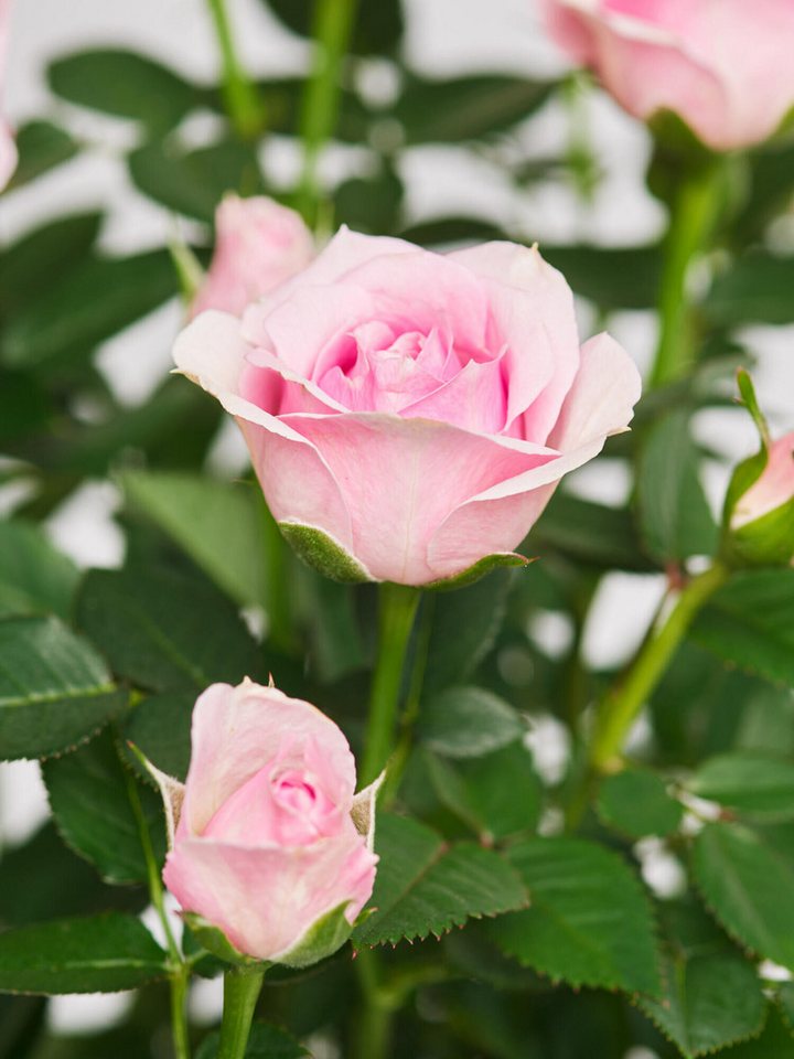 Fleurop Zimmerpflanze Pot Rose 'Charming' Bild 4