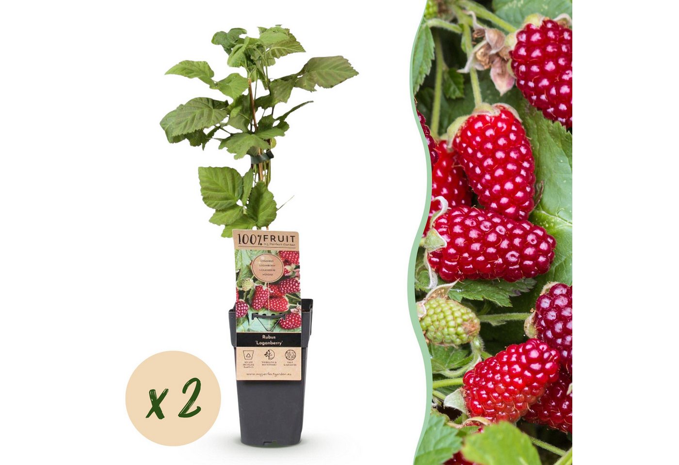 Exotenherz Obstpflanze Rubus Thornless Loganberry - Himbeere - 15cm 50cm - 2 Stück