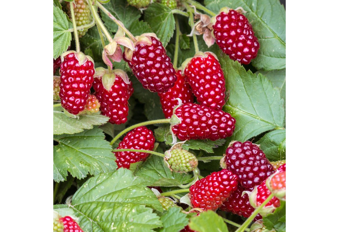 Exotenherz Obstpflanze Rubus Thornless Loganberry - Himbeere - 15cm 50cm - 2 Stück Bild 3