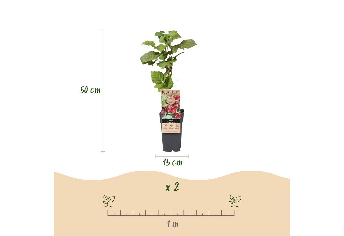 Exotenherz Obstpflanze Rubus Thornless Loganberry - Himbeere - 15cm 50cm - 2 Stück Bild 4