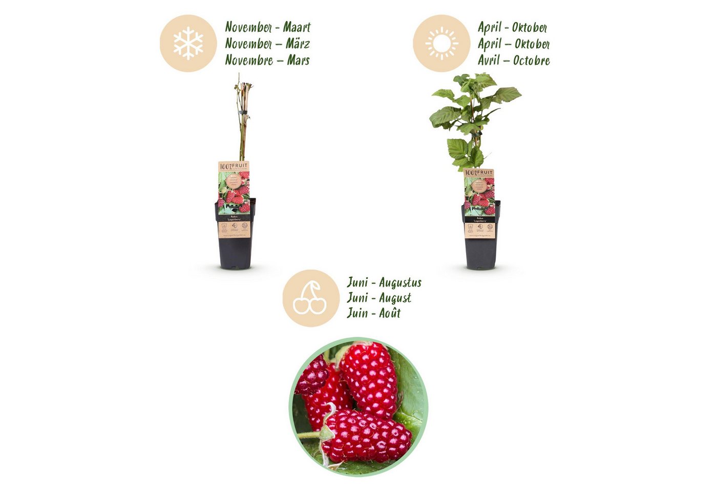 Exotenherz Obstpflanze Rubus Thornless Loganberry - Himbeere - 15cm 50cm - 2 Stück Bild 5