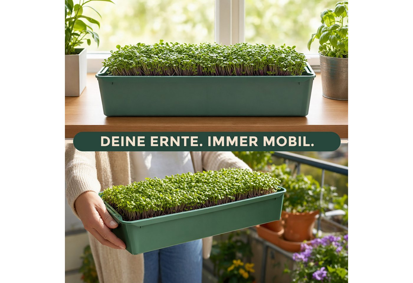 Hausfelder Pflanzschale Pikierschale, Anzuchtschale Grün, 32x58x11cm, 10 Sttück (10er Set, 10 St), als Pflanzwanne, Blumenkasten oder Anzuchtschale nutzbar Bild 2