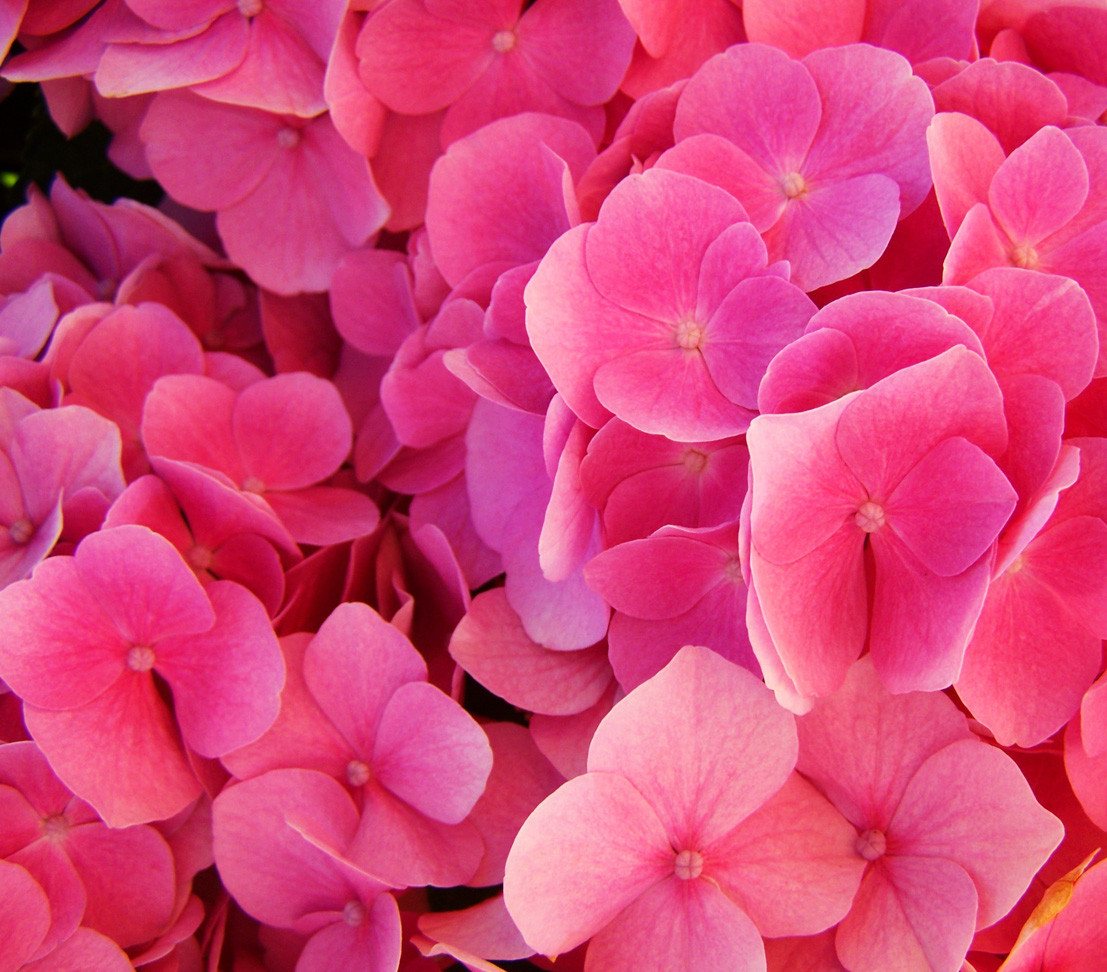 Dehner Zierstrauch Schneeball-Hortensie Pink Annabelle®, pink-farbene Blüten, reichblühende Blütenpompons