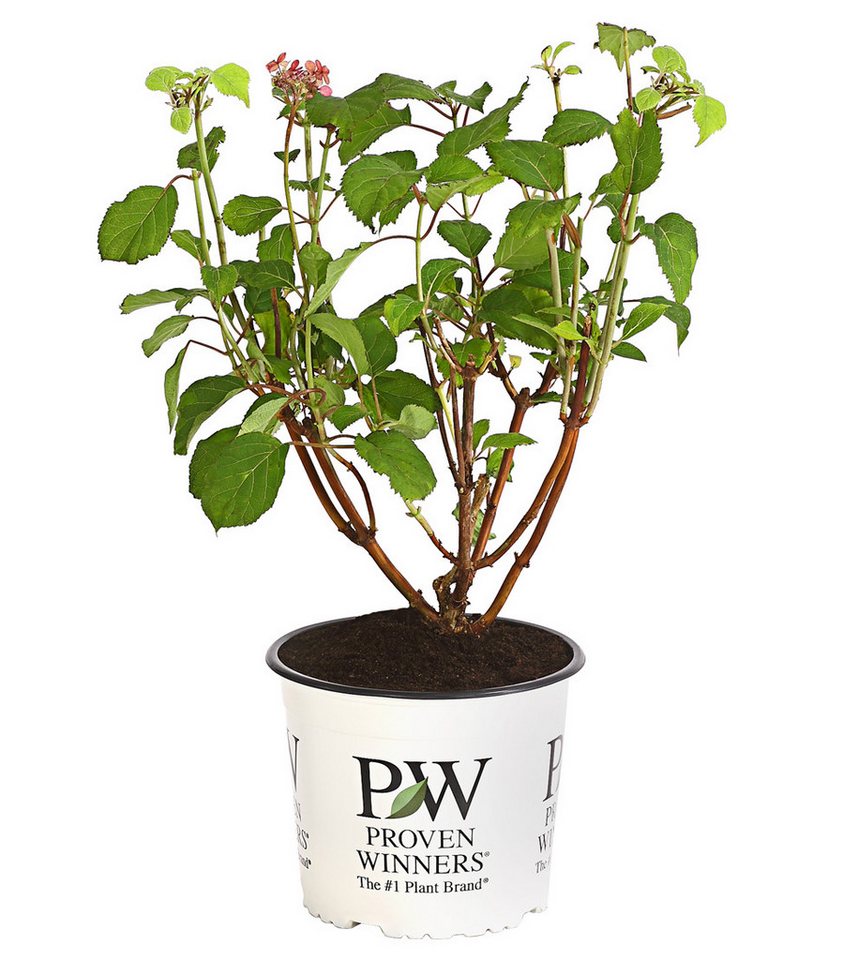 Dehner Zierstrauch Schneeball-Hortensie Pink Annabelle®, pink-farbene Blüten, reichblühende Blütenpompons Bild 2