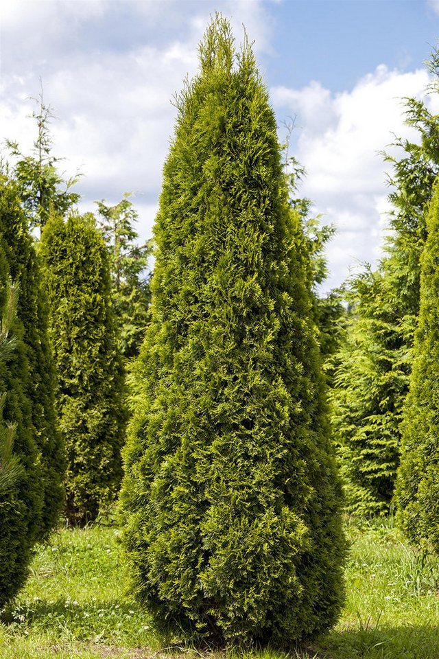 Garten von Ehren Hecken Thuja occidentalis Smaragd, Containerware 100-125 cm