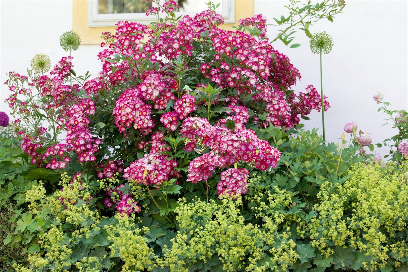 Pflanzen für Dich Rose Rosa Mozart
