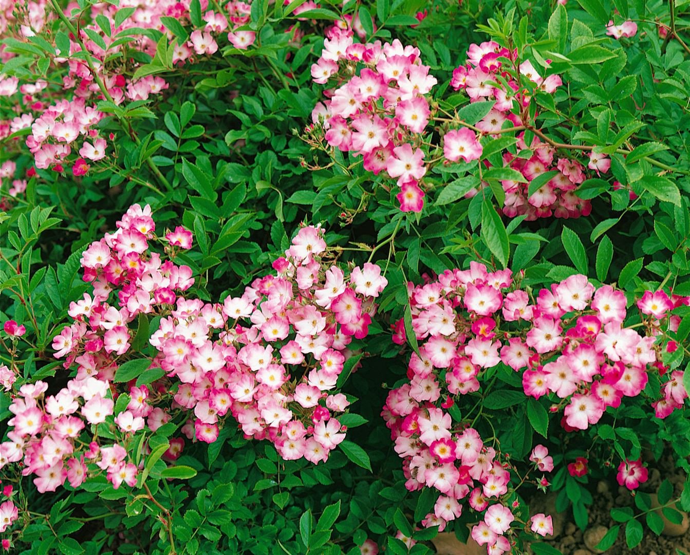 Pflanzen für Dich Rose Rosa Mozart Bild 2
