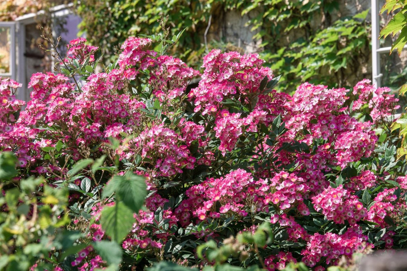 Pflanzen für Dich Rose Rosa Mozart Bild 3