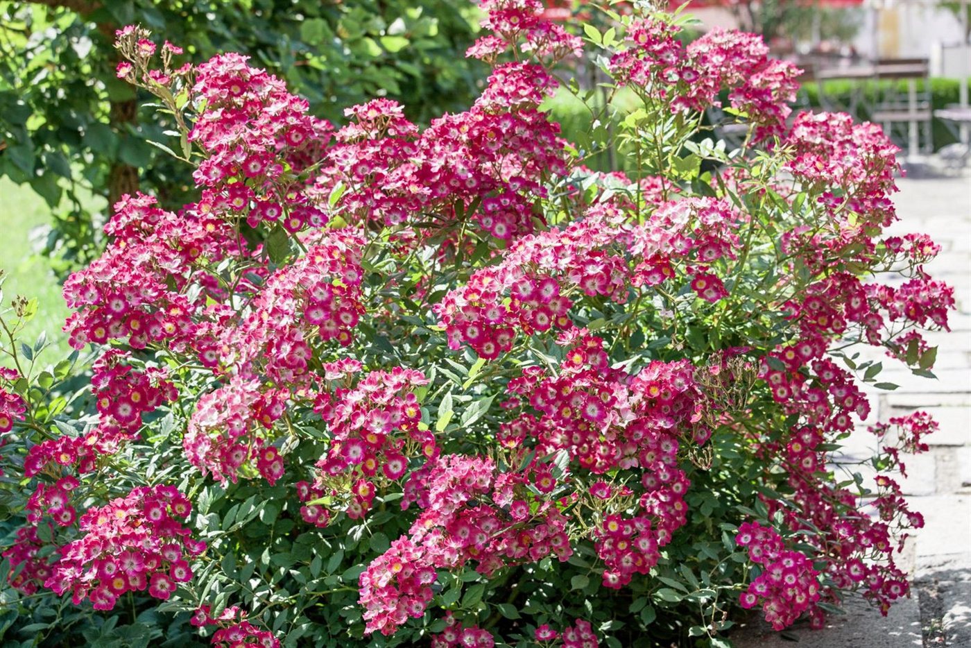 Pflanzen für Dich Rose Rosa Mozart Bild 4