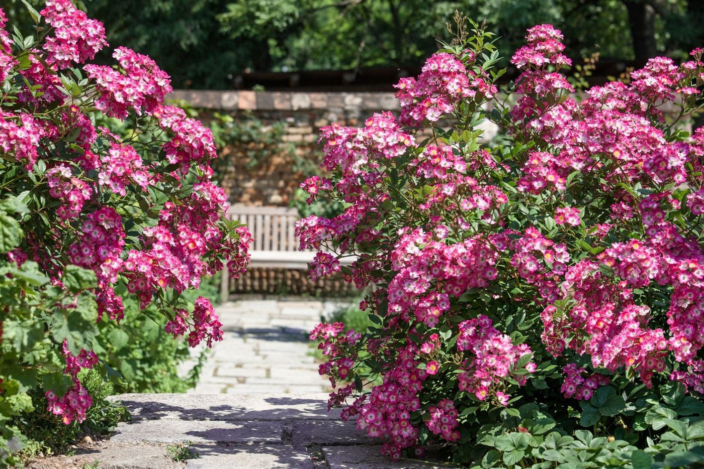 Pflanzen für Dich Rose Rosa Mozart Bild 5