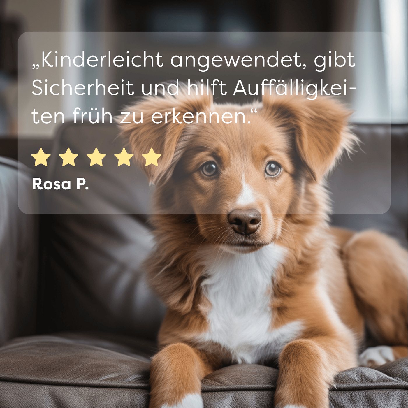 Dr. SAM Nährstoffmangeltest Dr. SAM UrinCheck – 1-Minuten Urintest für Hunde & Katzen, 1-tlg. Bild 2