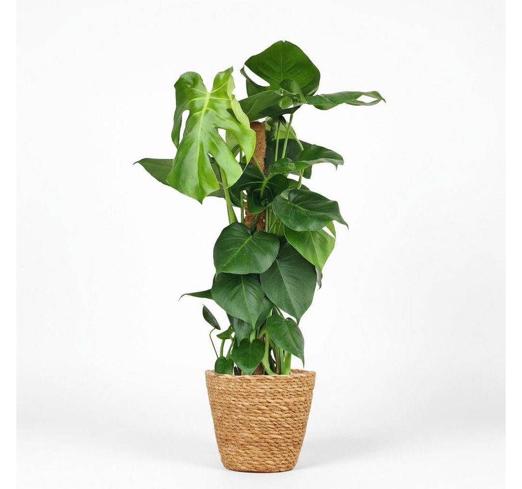 Florora Zimmerpflanze Monstera Deliciosa - 90 cm