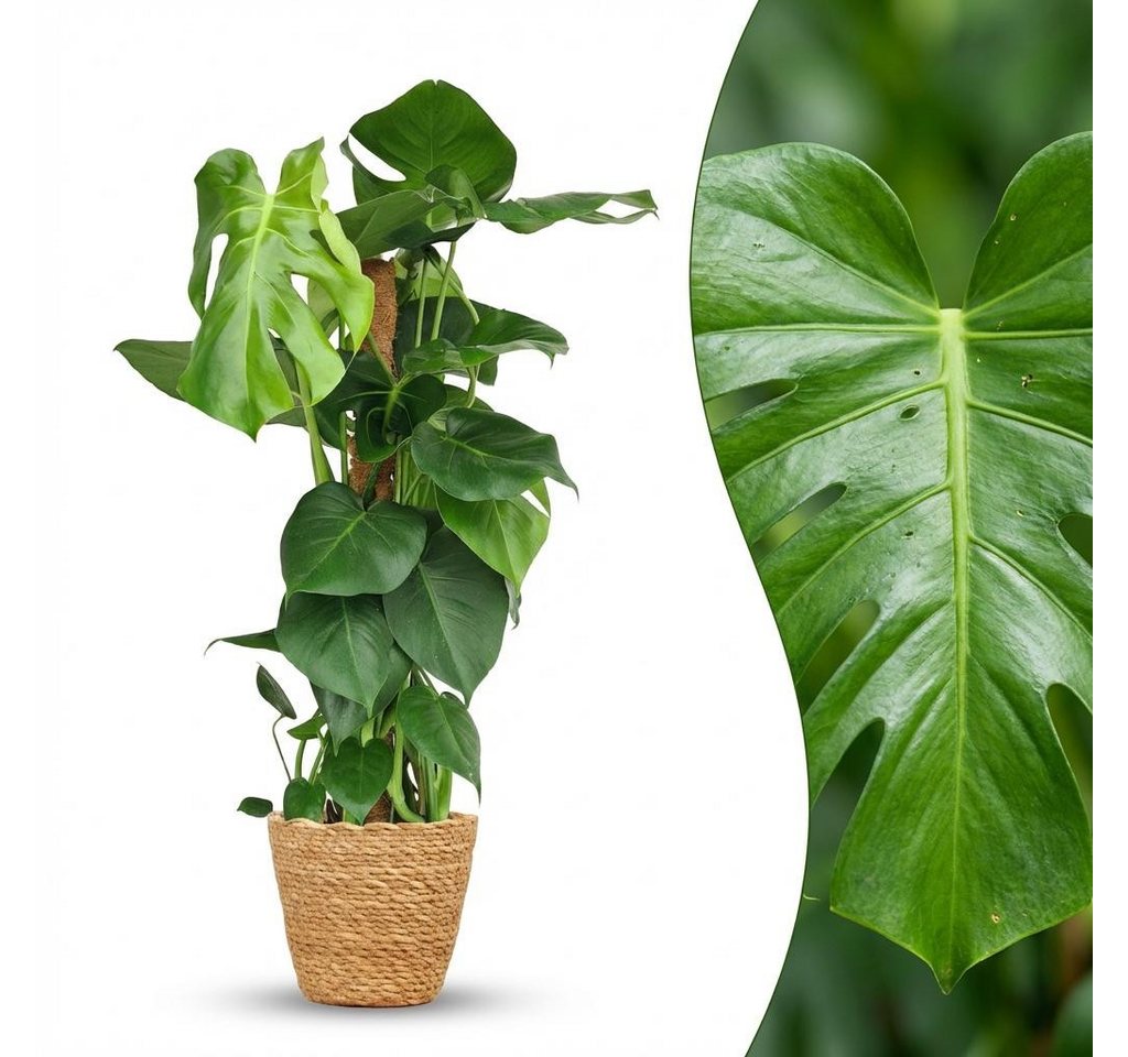 Florora Zimmerpflanze Monstera Deliciosa - 90 cm Bild 2