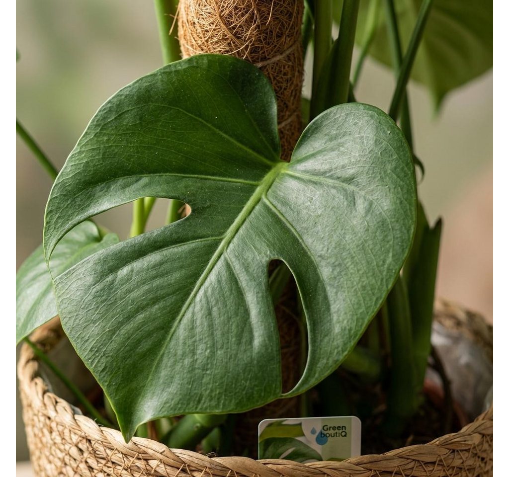 Florora Zimmerpflanze Monstera Deliciosa - 90 cm Bild 3