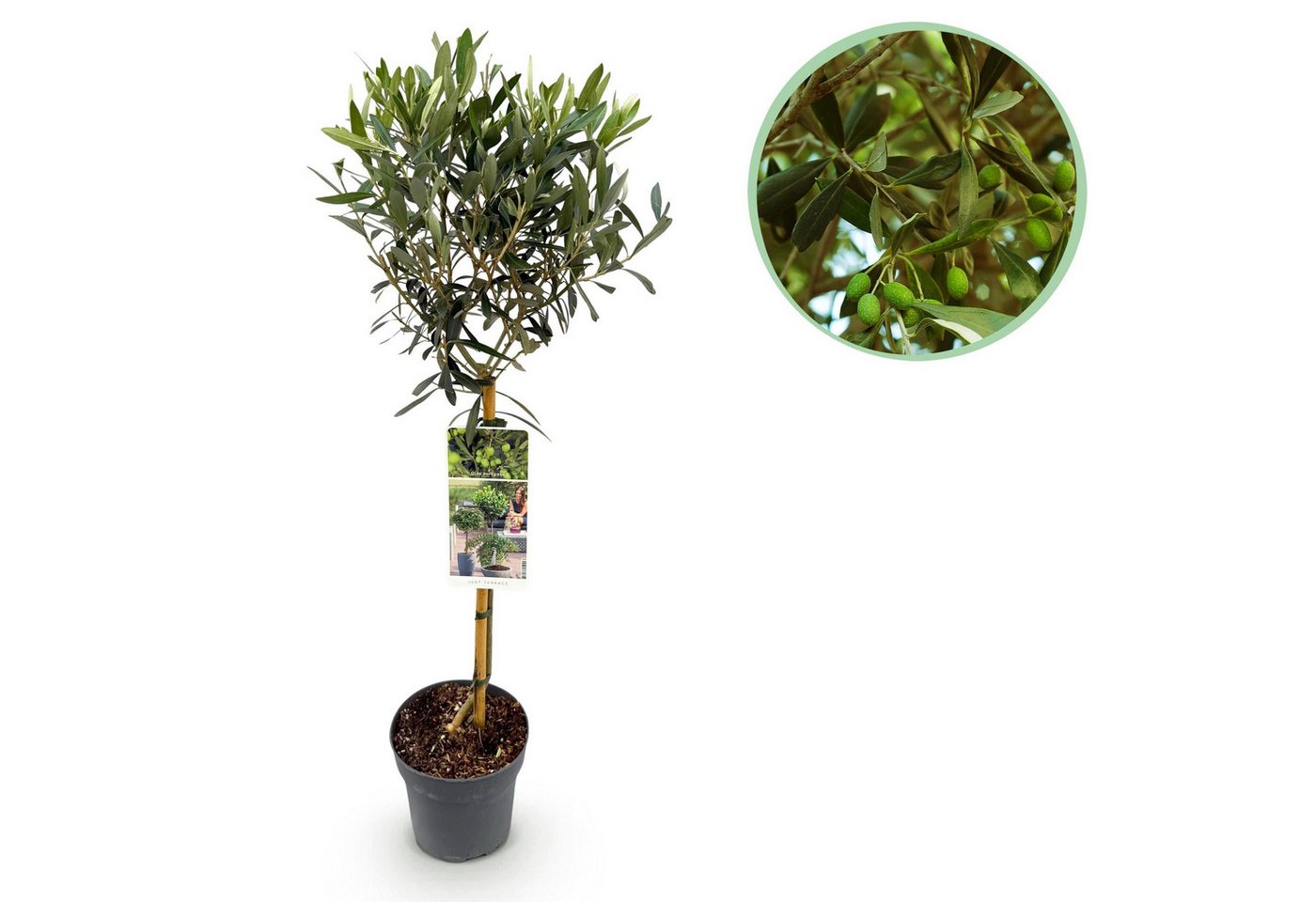 Florora Olivenbaum Olea Europaea - Olivenbaum - 90 cm – Topf 19 cm